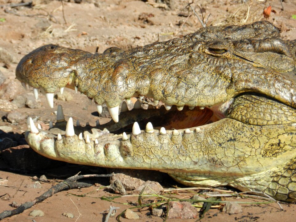 Africa tooth safari