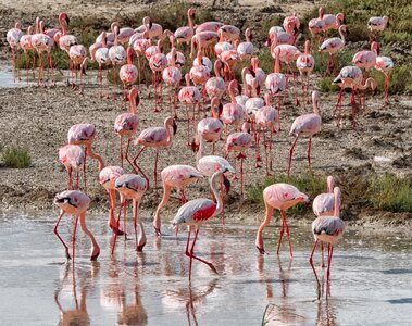 Flock namibia