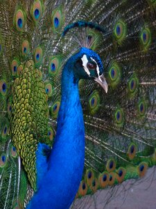 Spain birds hahn
