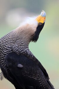 Raptor bird dance bird of prey photo