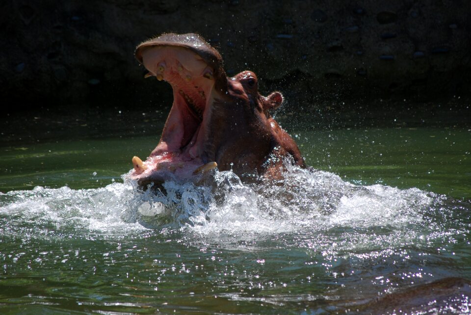 Hippopotamus mouth breach