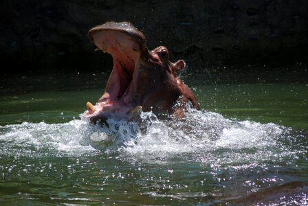Hippopotamus mouth breach photo