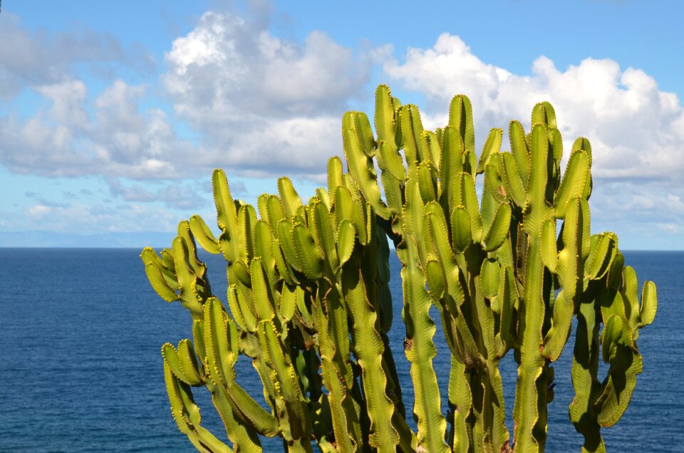 Plant nature canary islands