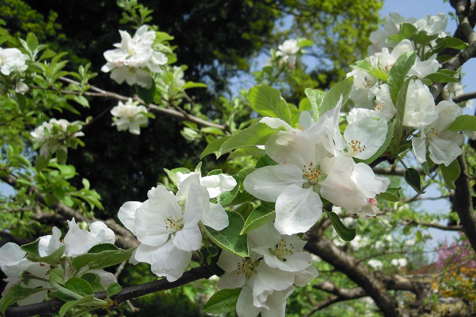 Bloom white branch