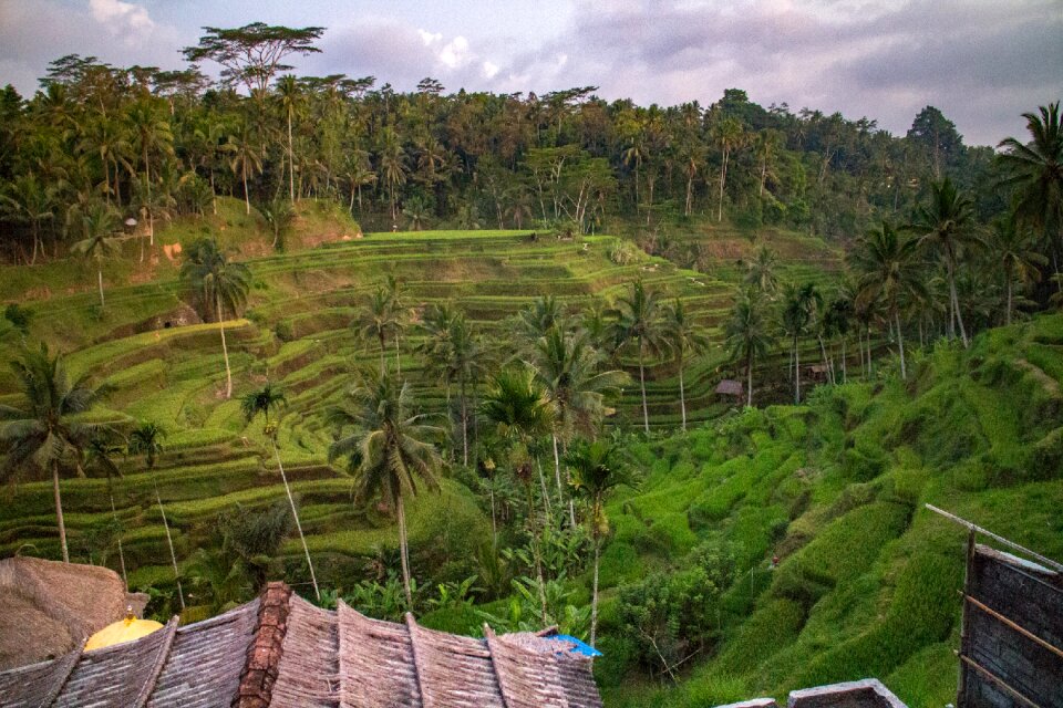 Balinese terrace