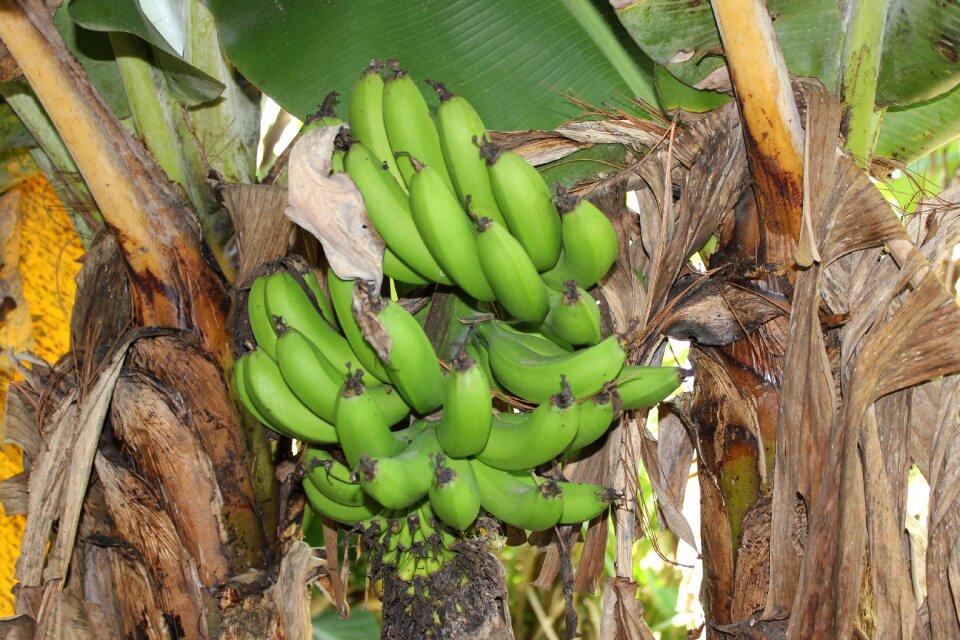 Rural rustic banana tree
