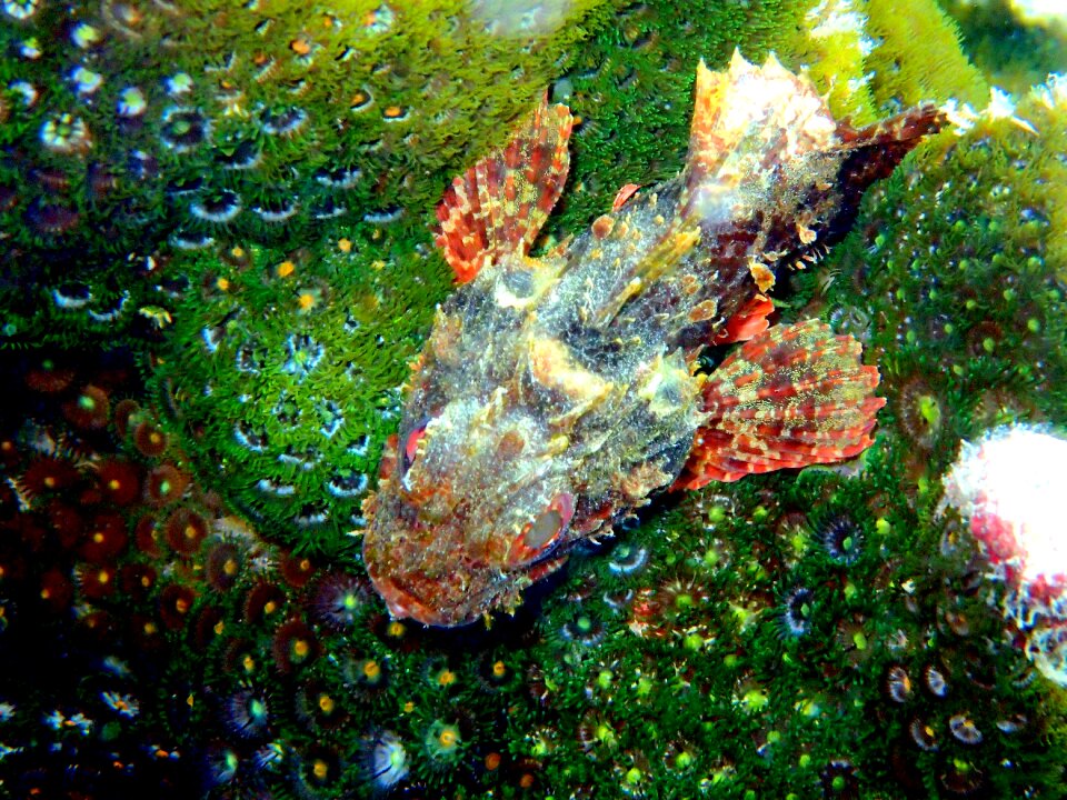 Scorpion green fish green fishing