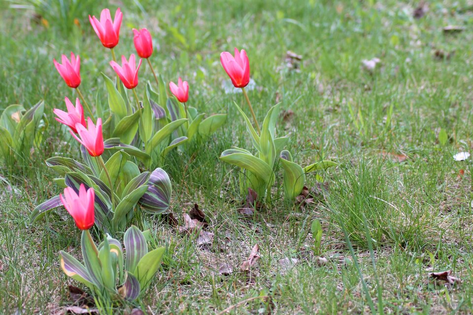 Tulips spring flowers spring meadow