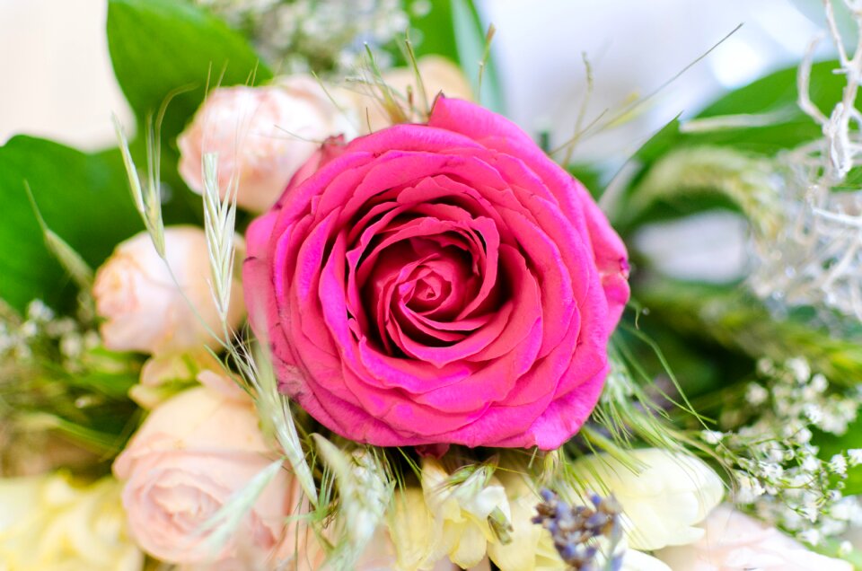 Flowers tenderness romantic