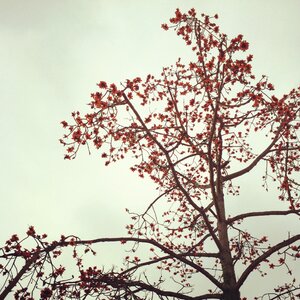 Bombax ceiba tree ceiba