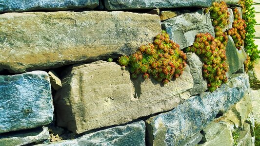 Plant nature green photo