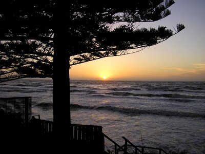 Tree ocean water