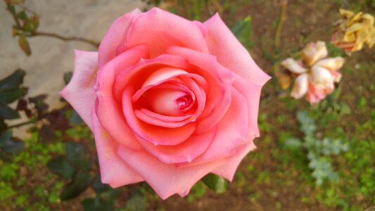 Rosa flower spring