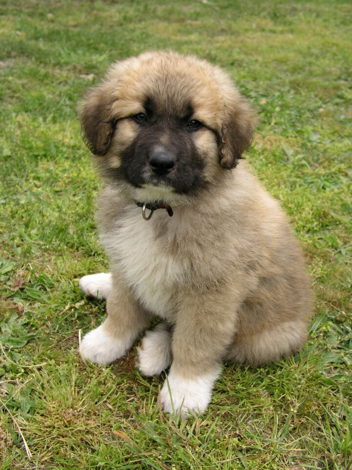 Dog puppy breeding