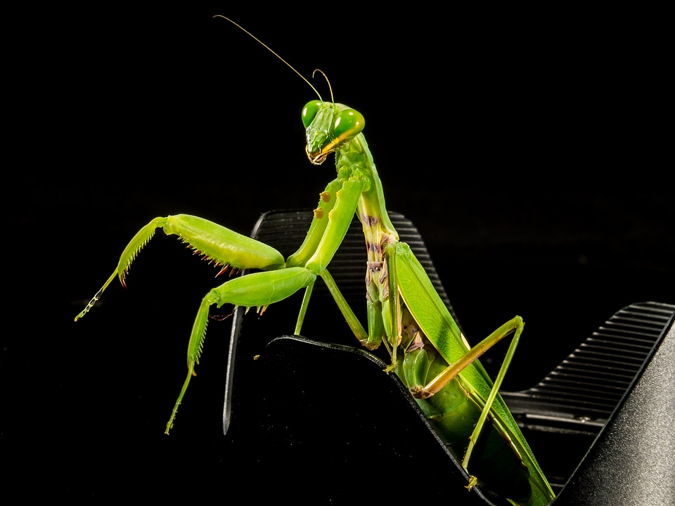Fishing locust green close up