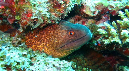 Underwater marine fish photo