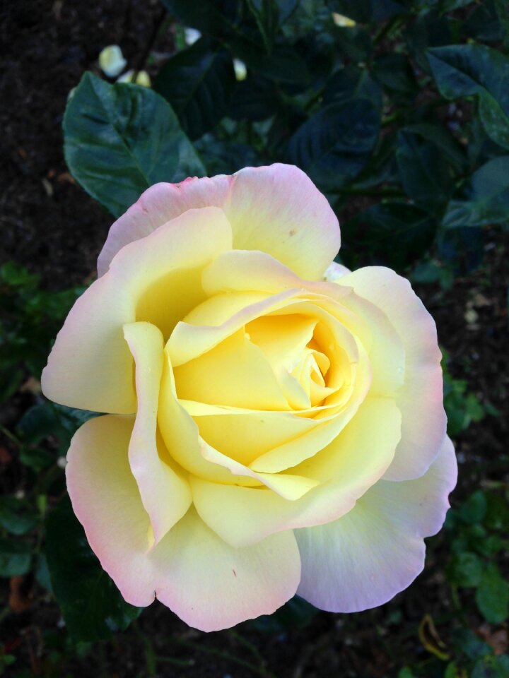 Blossom bloom pale yellow rose