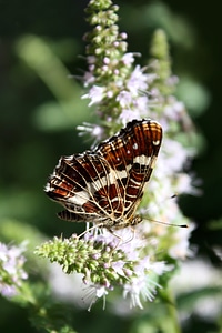 Insect flower nature photo