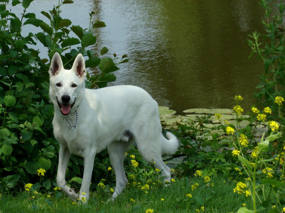 White shepherd animal shepherd