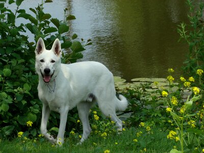 White shepherd animal shepherd