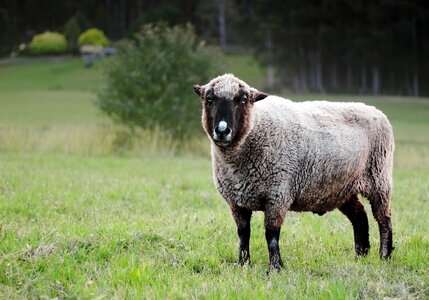 Agriculture wool farm photo