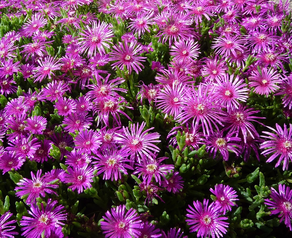 Purple flower purple blossom perennial
