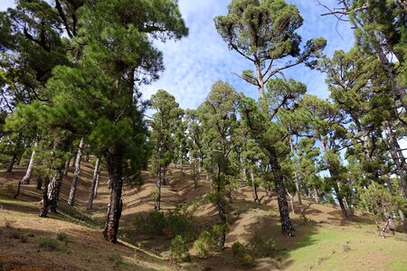 Pine pine grove green nature photo