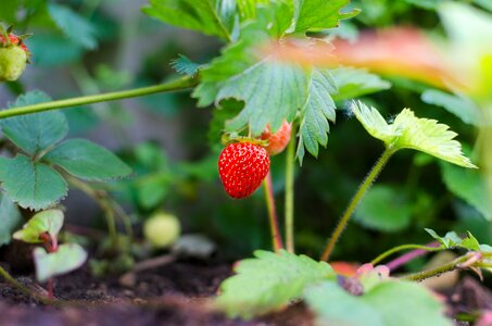 Fruit healthy leaf