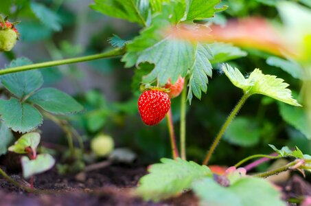 Fruit healthy leaf photo