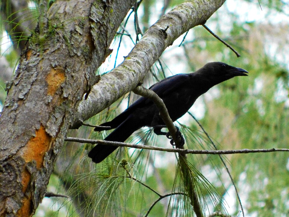 Crow on branches nature raven