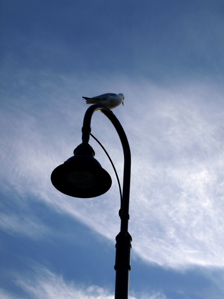Nature animal blue lamp