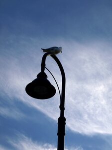 Nature animal blue lamp photo