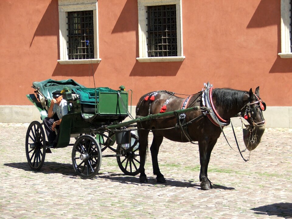 Horses travel cart