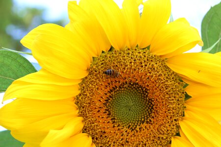 Sunflower bee babu