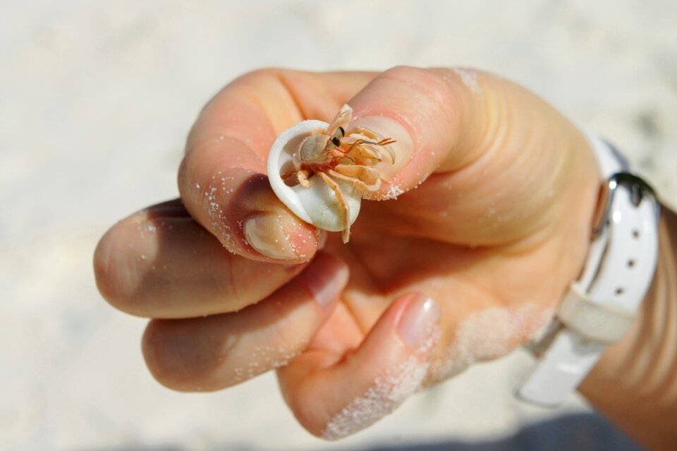 Crab sea animals hermit crab
