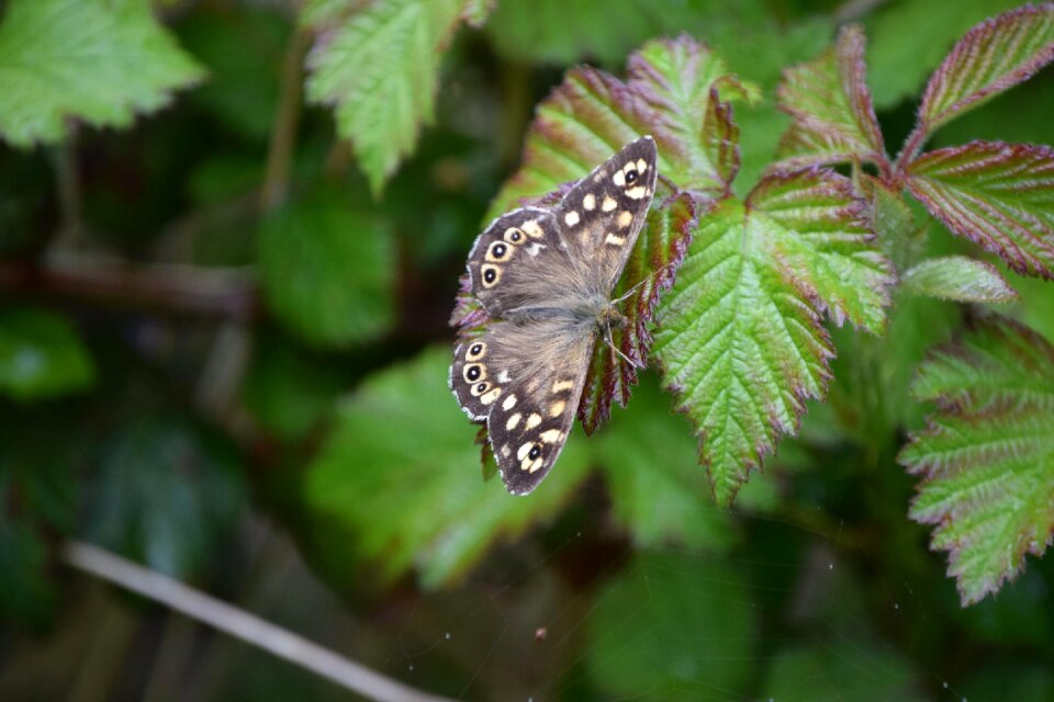 Wildlife insect england