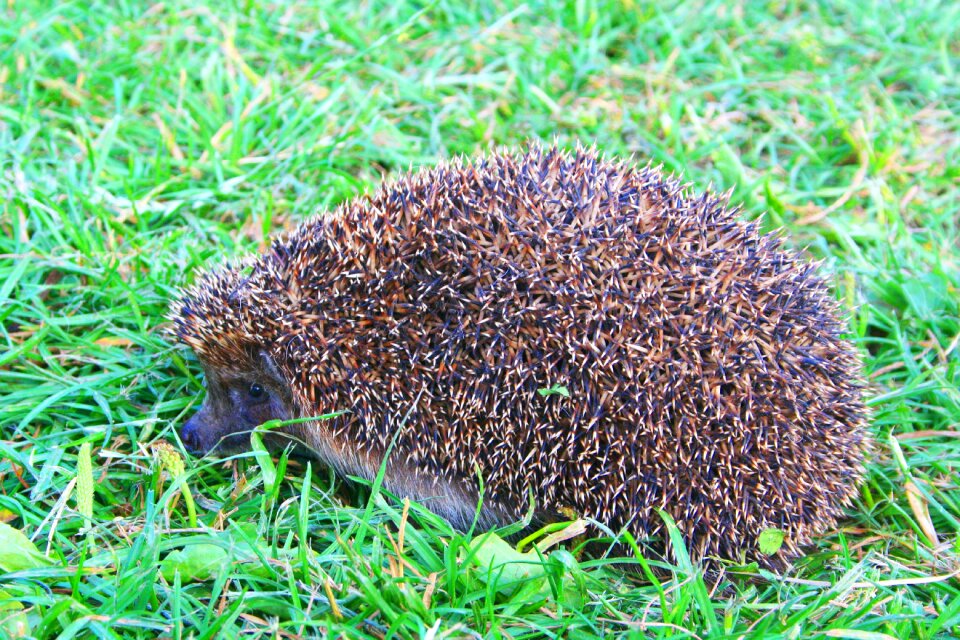 Animals living nature grass