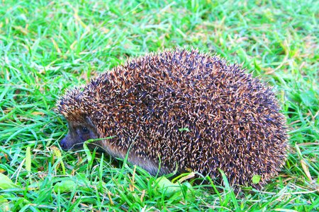 Animals living nature grass