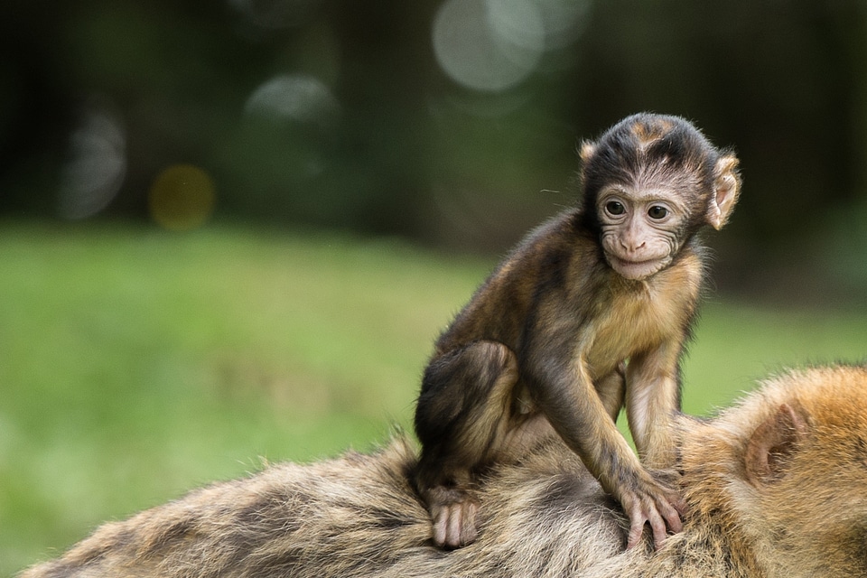 Dam young barbary ape