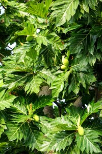 Fruits unripe papaya exotic