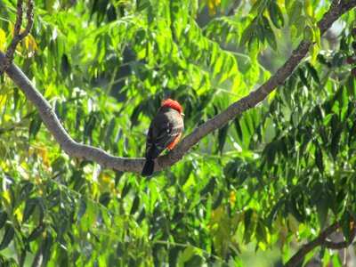 Little bird wings red bird photo