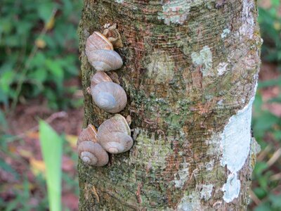 Tree trunk