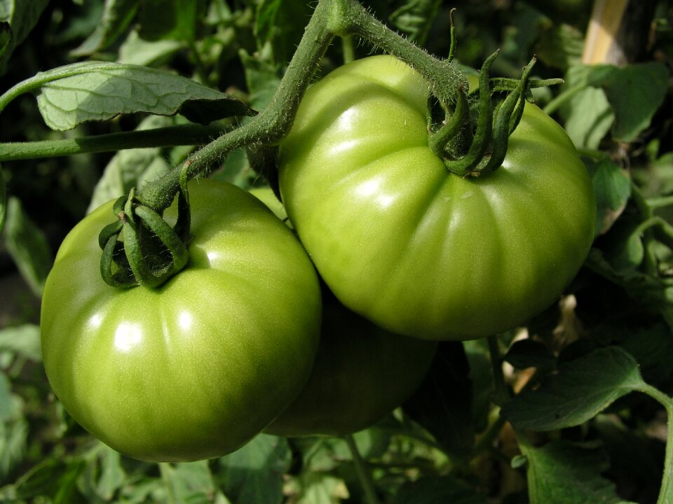 Tomatoes green vegetables