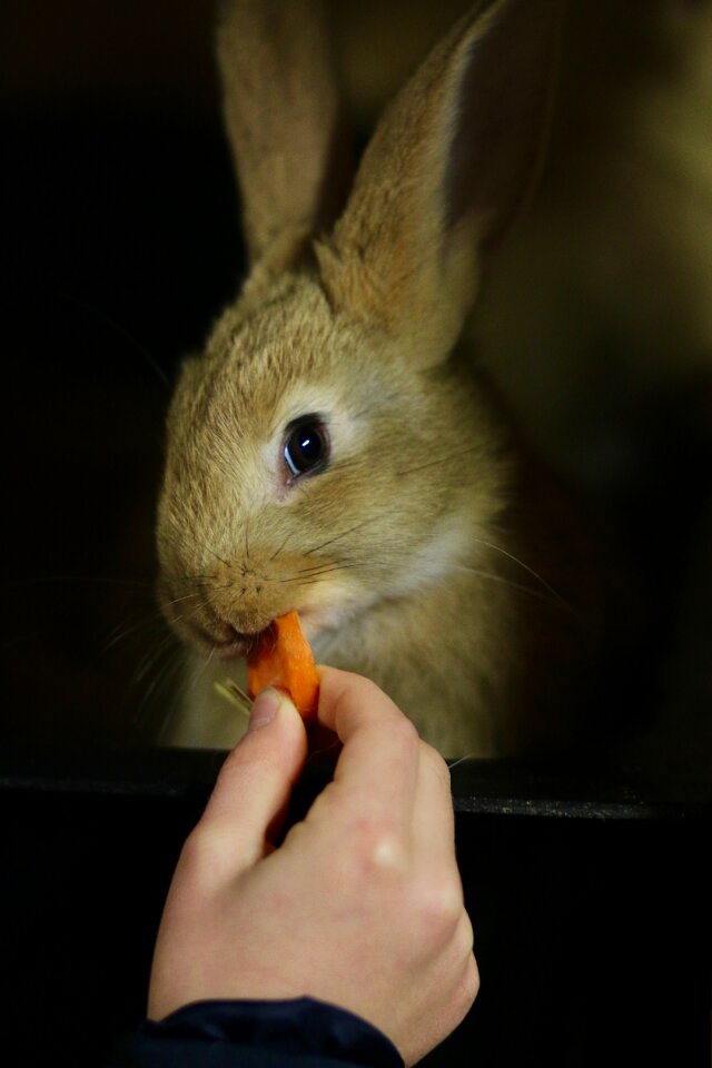 Feeding hare hand