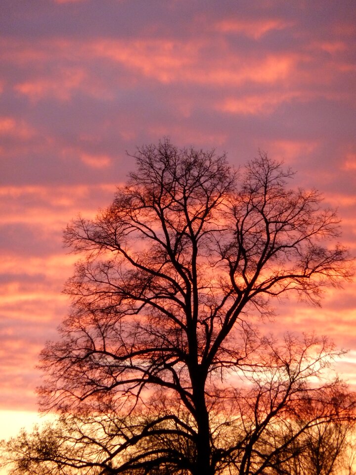 Night beautiful branches