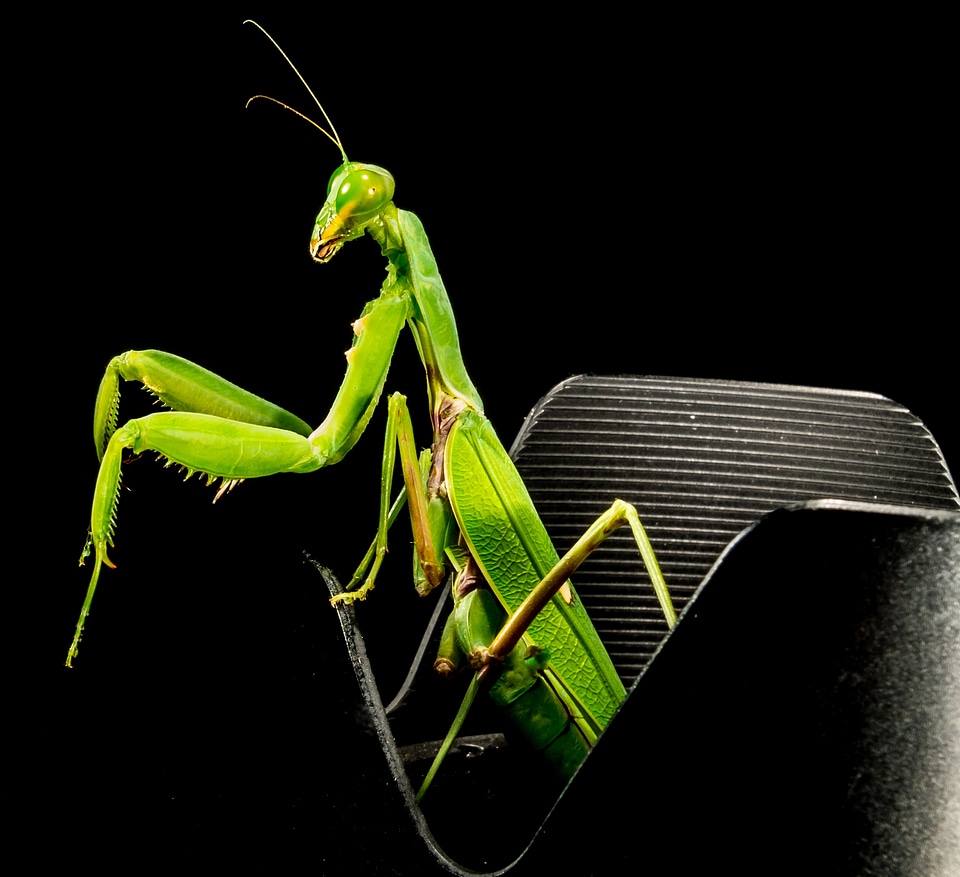 Fishing locust green close up