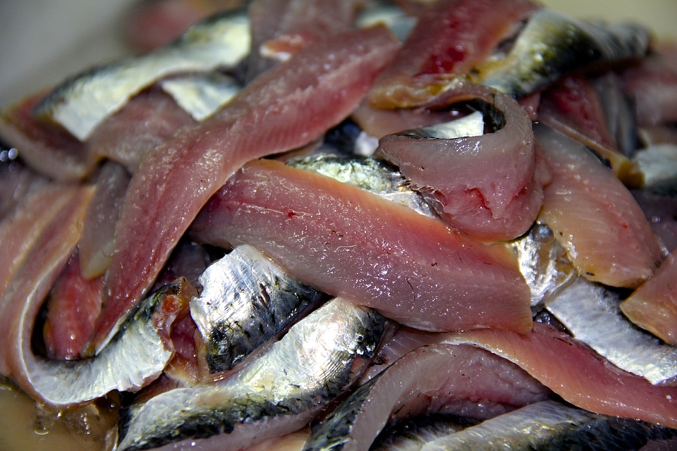 Sardines net fishing