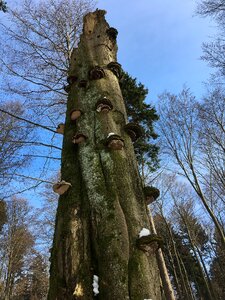 Forest mushrooms tribe log