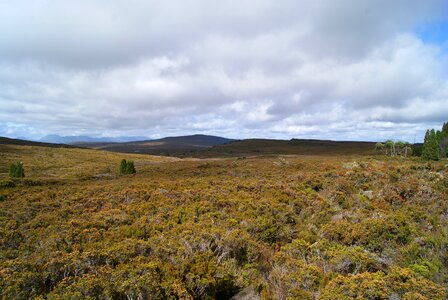 Tasmania overland track button grass photo