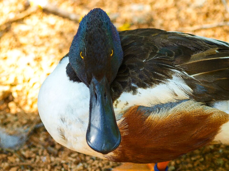 Birds wild duck animals